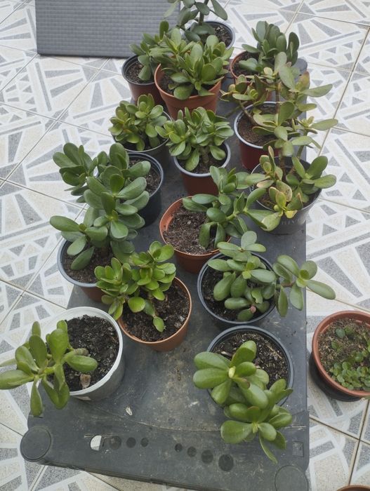Crassula ovata ( planta Jade)