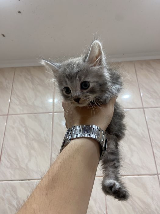 кошеня в добрі руки
