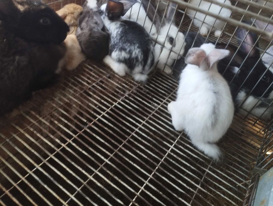 Coelhos (grandes, médio e pequeno) boa qualidade