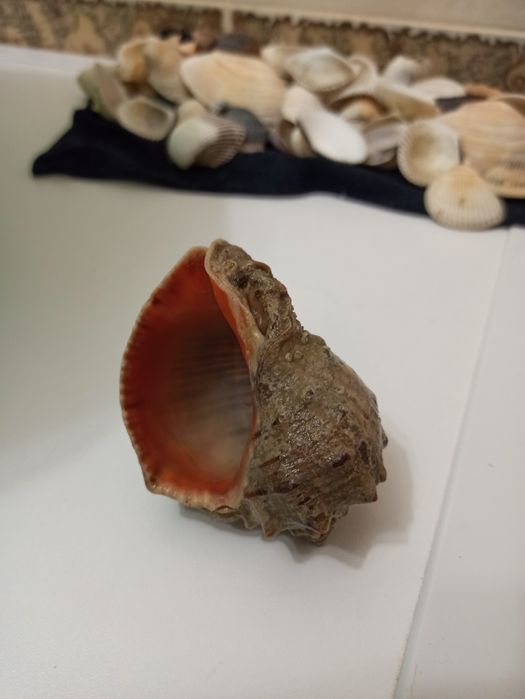 Мушлі з  моря, рапан