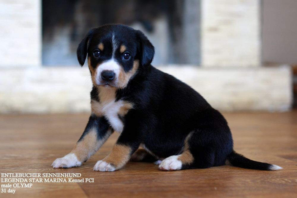 Ентлебухер зенненхунд Olymp! Майбутній чемпіон! Fci entlebucher