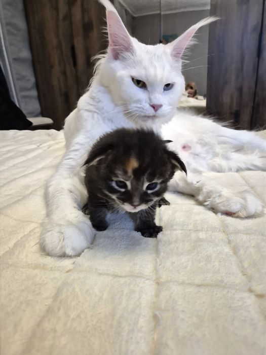 Мейн- кун кошенята