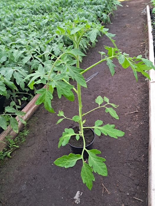 Sadzonki warzyw i owoców