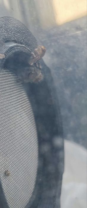 REZERWACJA, skakun Phidippus Regius Everglades, Soroa i inne , l2/3, l3-4, l5-6, l7-8