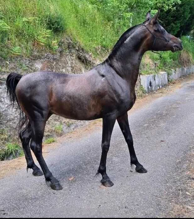 cavalo puro sangue árabe cobrições