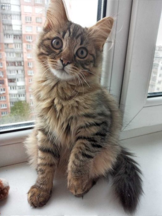 Пропонуються чудові котятки