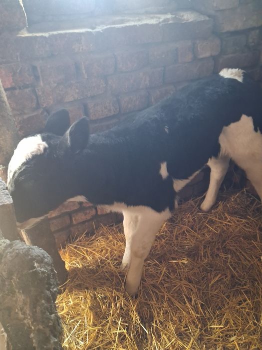 Продам телечку 1 міс