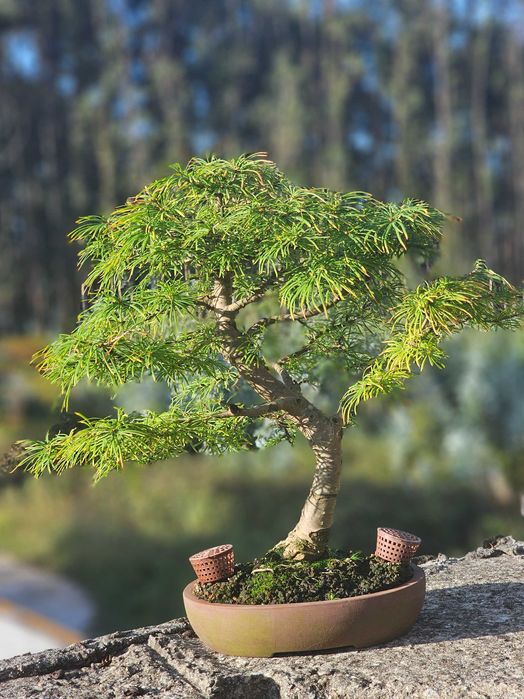Bonsai pseudolarix 22 anos