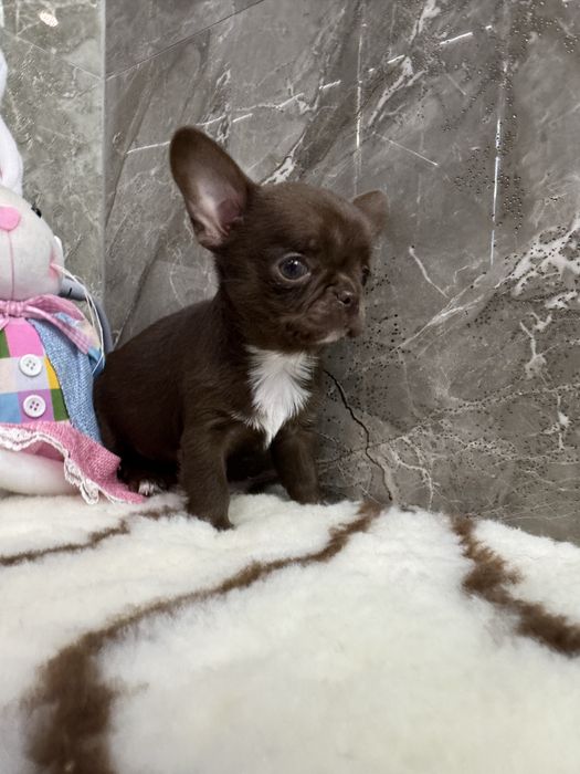 Цуценята чихуахуа