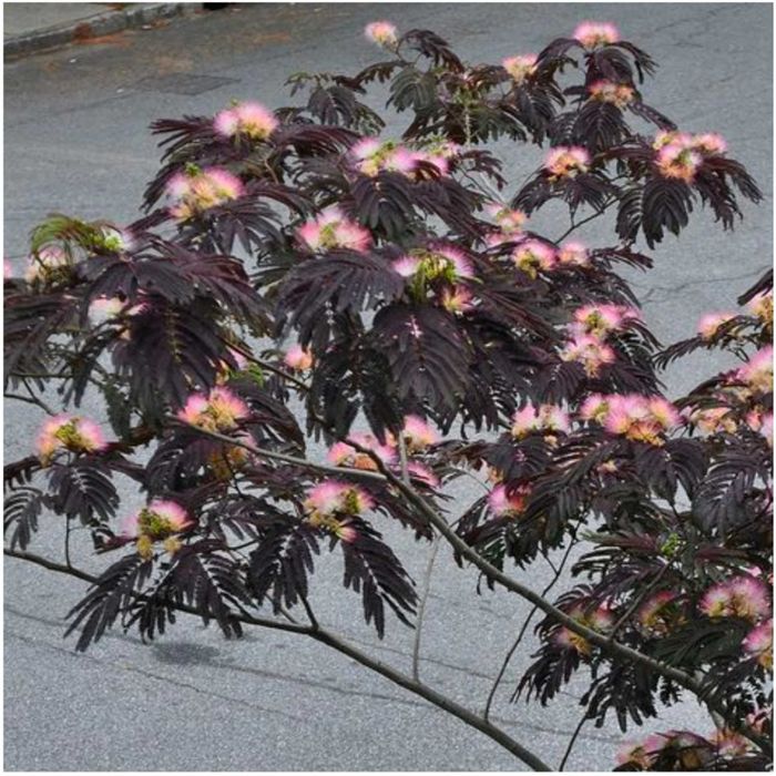 Альбиция шоколадная