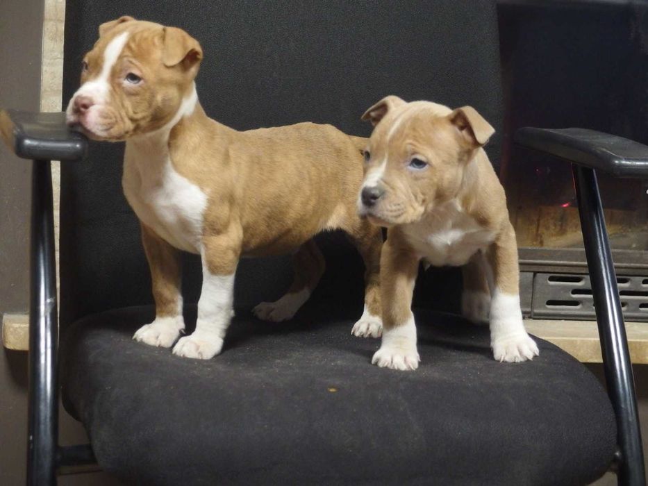 American Staffordshire Terrier Amstaff Suka