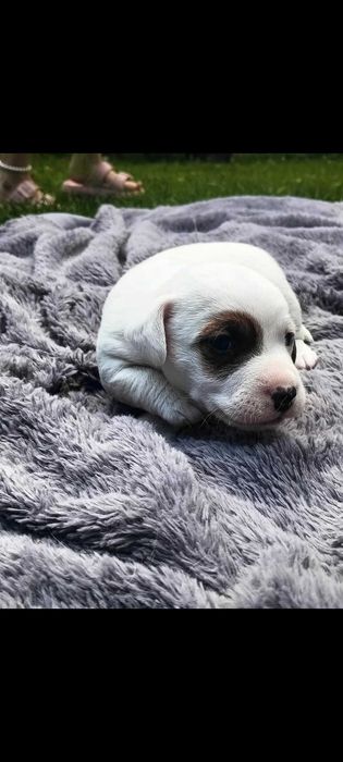 Jack russell terrier suczka nr.1 Stary Sącz