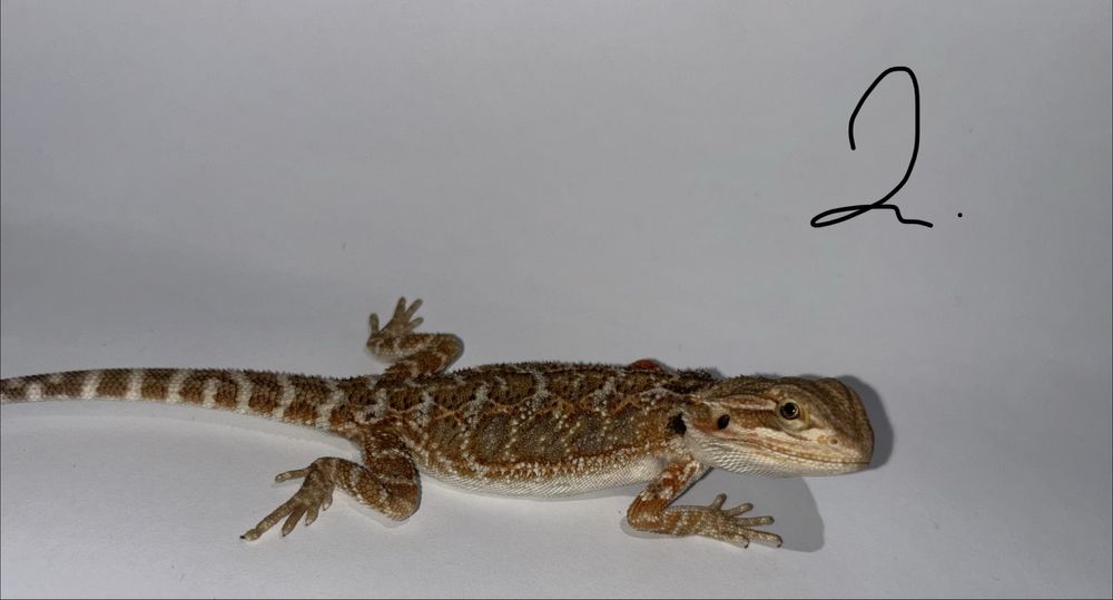 Młode Agamki Brodate