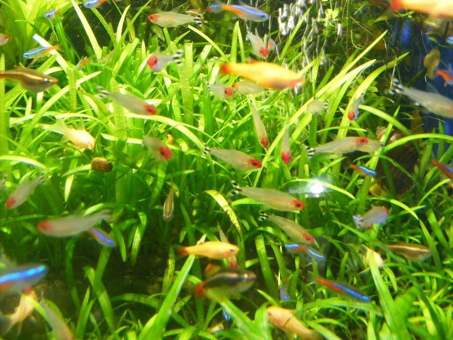 GB Rodostomus, Zwinnik Blehera | Pakiet 1 - 19 szt.