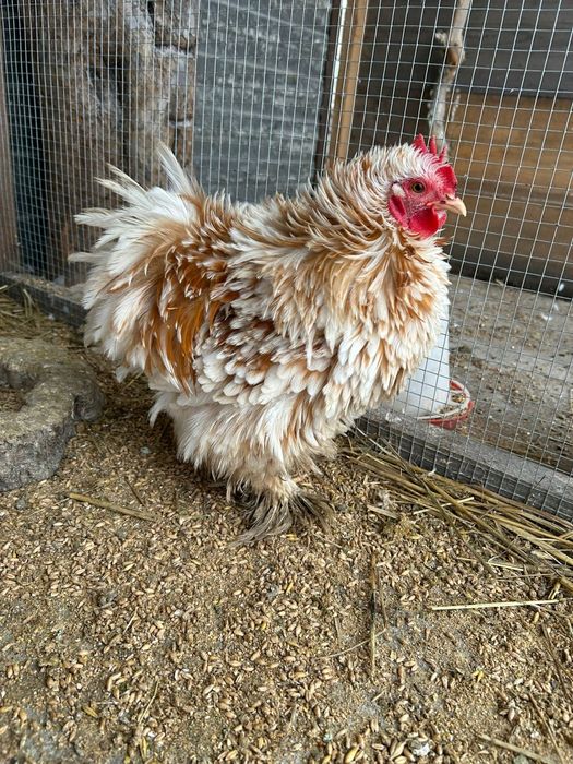 Kury Koguty kogut Kochin karzelek miniaturowy  lokowany