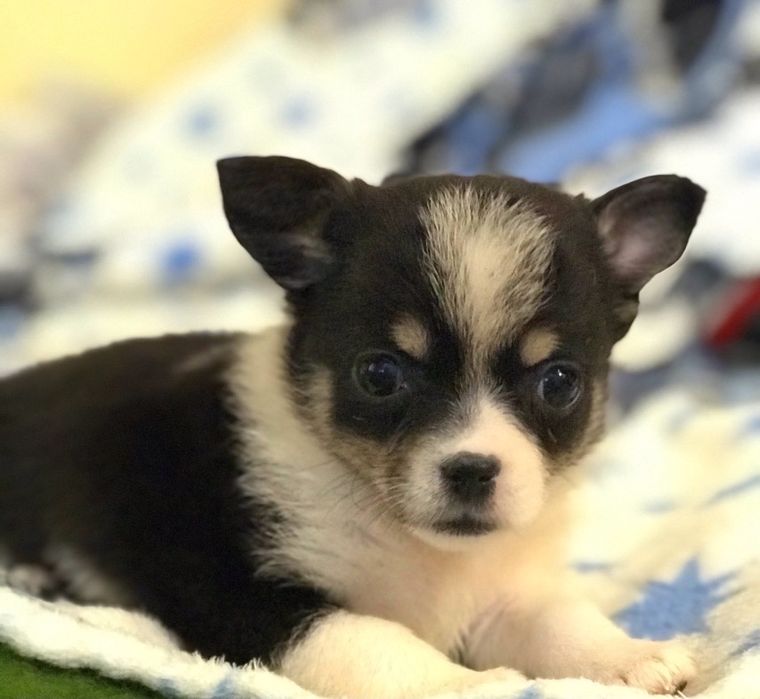 Малюки Чихуахуа мінікі