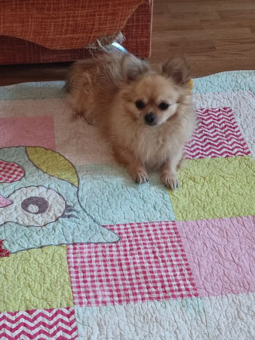 Продам Мини девочку Чихуахуа