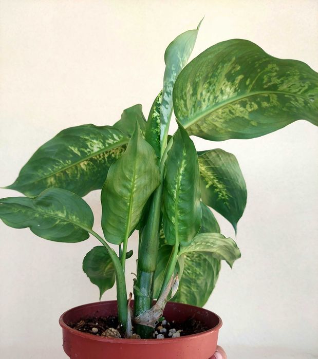 [Planta] Dieffenbachia 'Compacta'