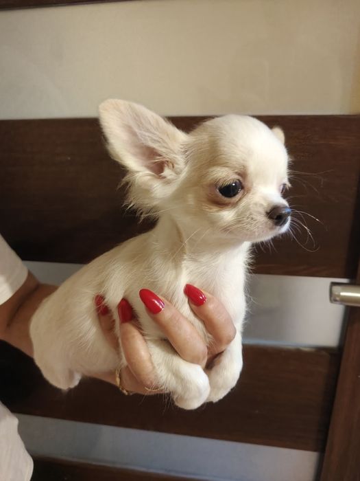 Malutki  chłopczyk chihuahua