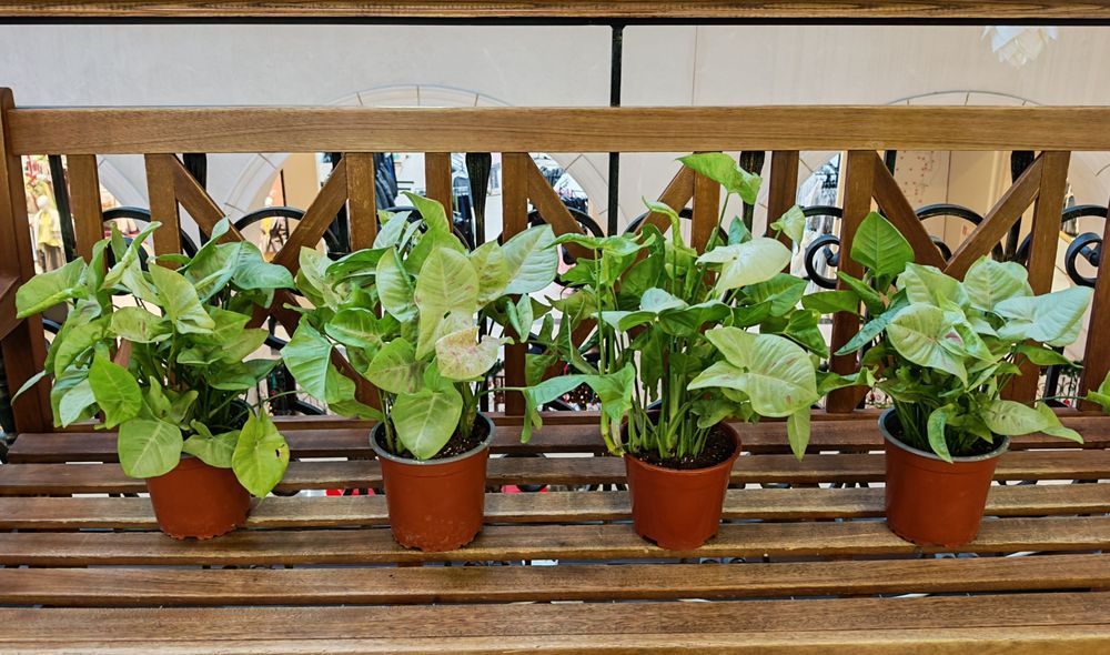 Сигнониум Милк Конфетти - красивое неприхотливое растение