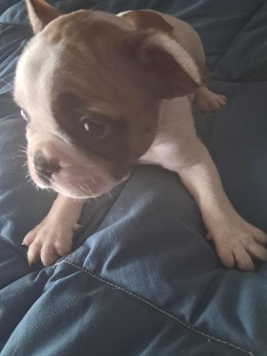 Bulldog frances fêmea