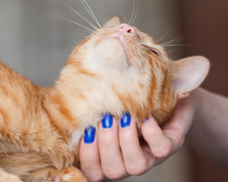 Кот солнце Данке, 1.5 года