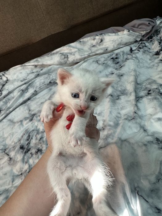 Кошенятка в добрі руки