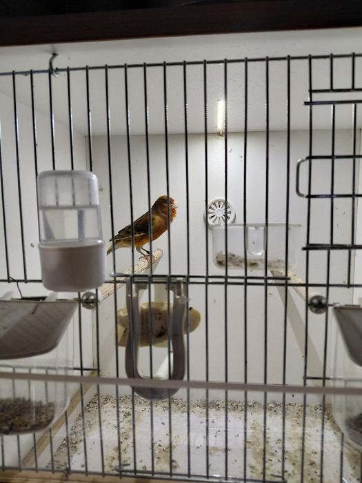 Kanarek Samiec Sprzedam