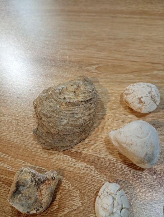 Vários fósseis marinhos