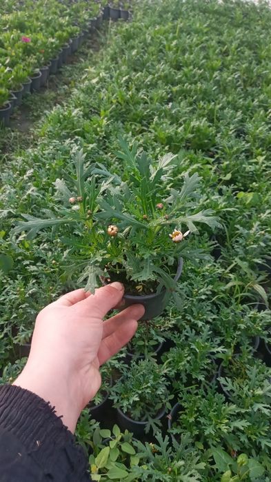 Квіти від Наталі