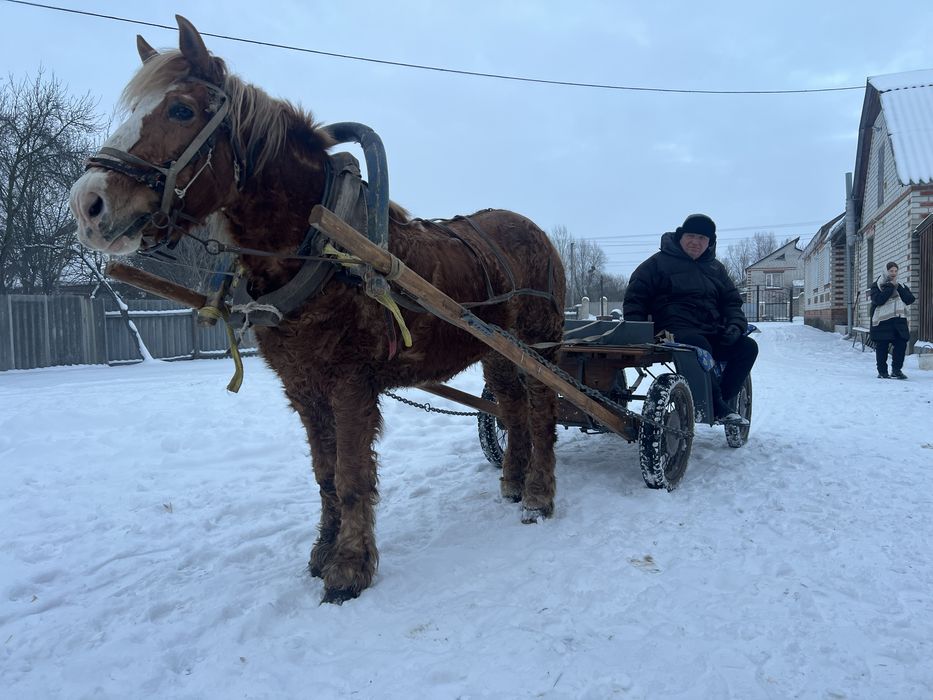 Обменяю или продам лошадь