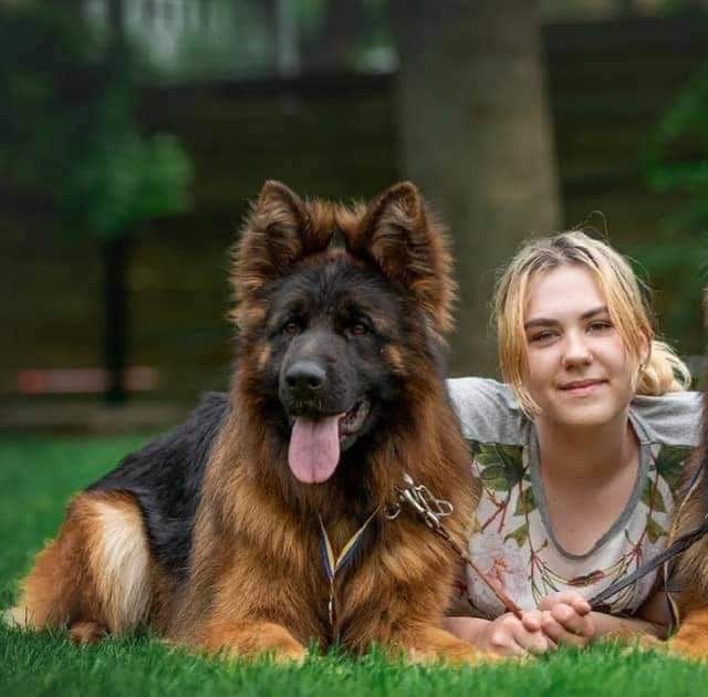 німецька вівчарка цуценята