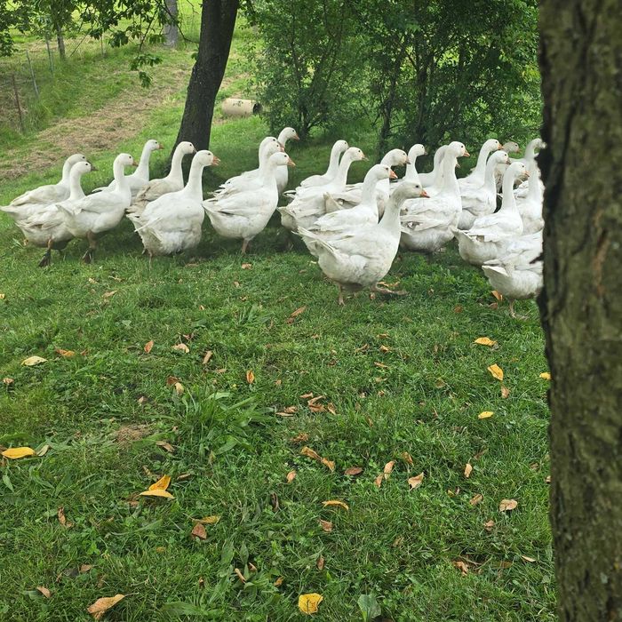 Sprzedam gęsi białe