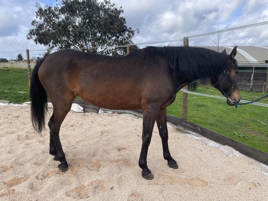 Egua Castanha 10 anos