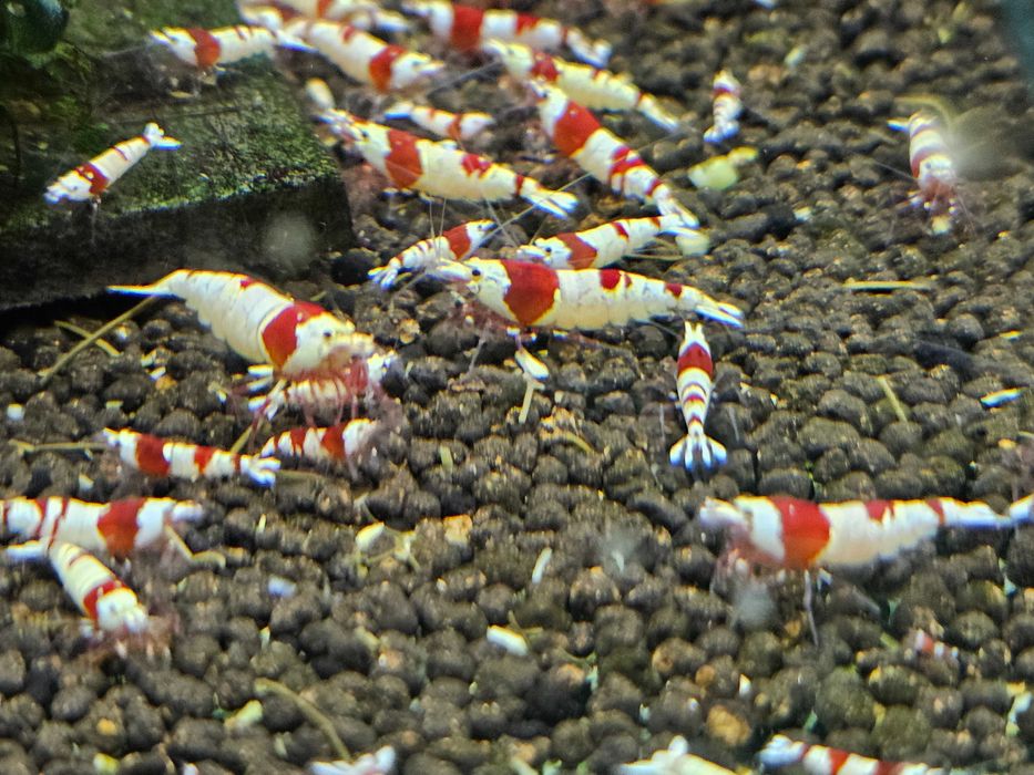 Krewetki Caridina - Crystal Red - PRL - Pure Red Line