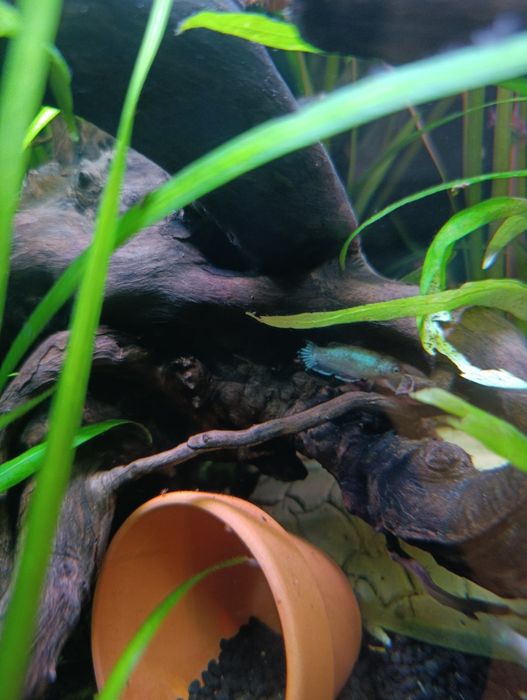 Bettas fêmeas...