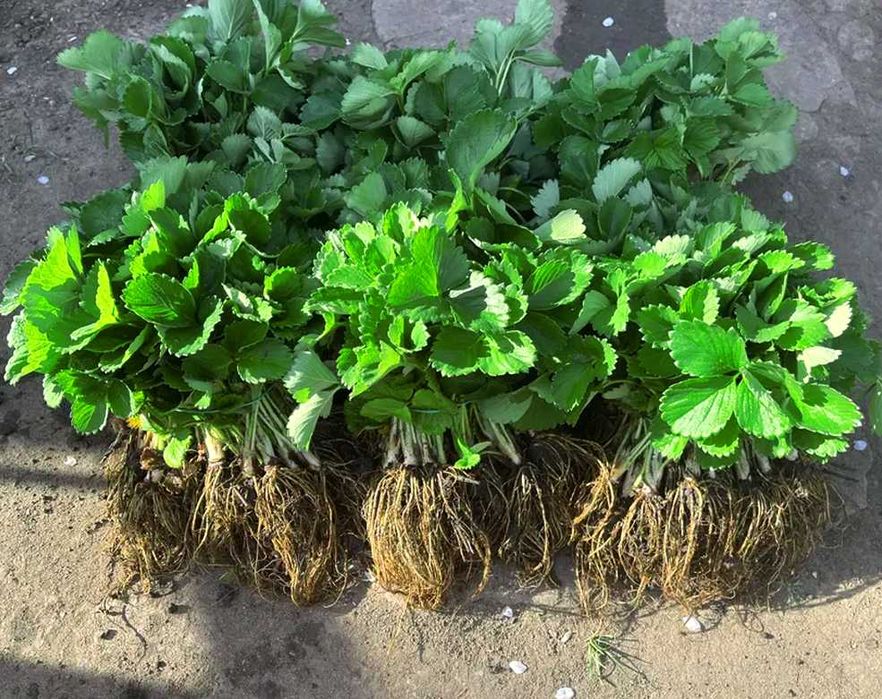 Копана розсада полуниці копанка касетна КСД купити саджанці в Україні