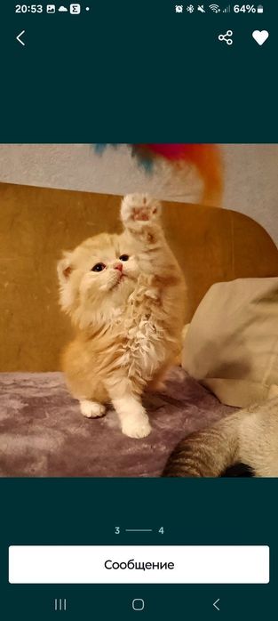 Котята шотландские