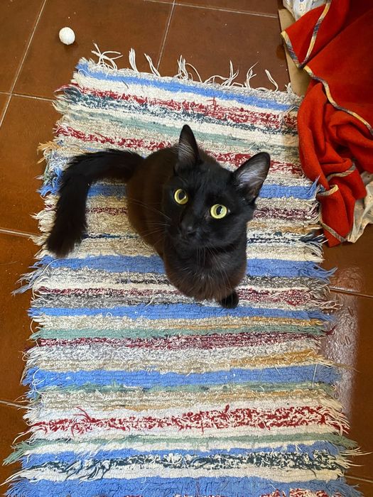 Gatinho para adoção