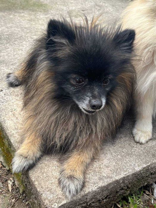 Померанский шпиц, шпицы, кобель Котыгорошек