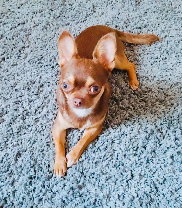 Chihuahua chocolate