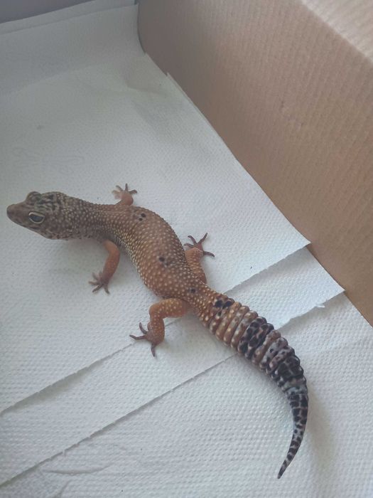 Gekon lamparci  (Eublepharis macularius) dorosły