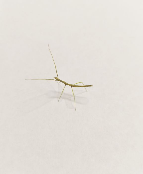 Patyczak rogary ( Medauroidea extradentata )
extradentata
extradentata