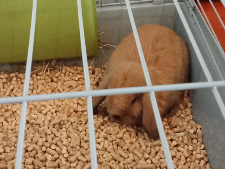 Bellier Mini Lop