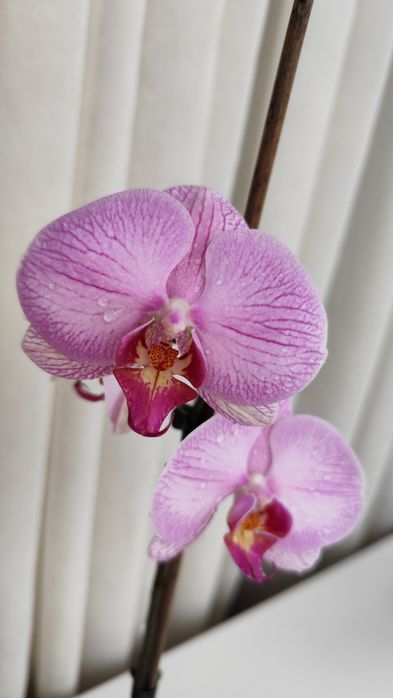 Орхідея сортова квітуча