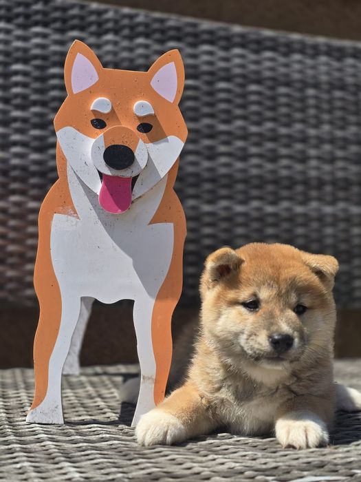 SHIBA INU suczka szczenię z metryką do rezerwacji