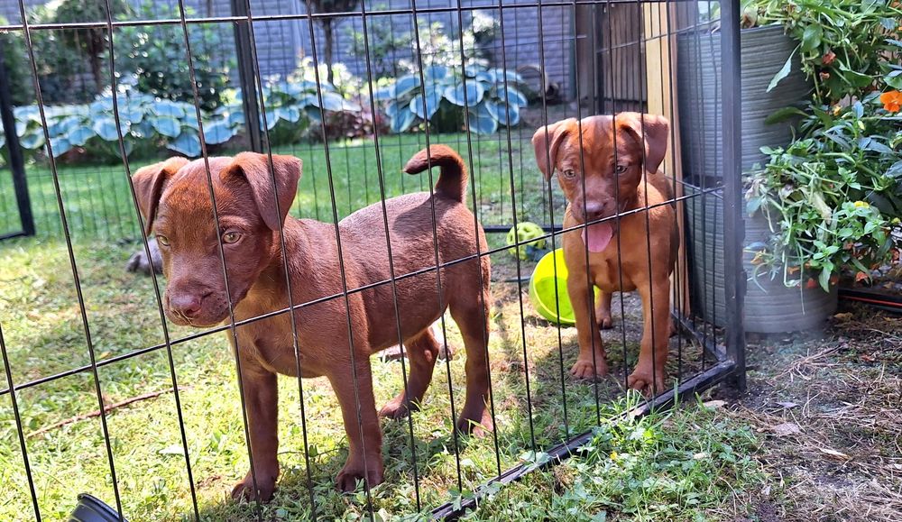 Patterdale Terrier ZKWP FCI