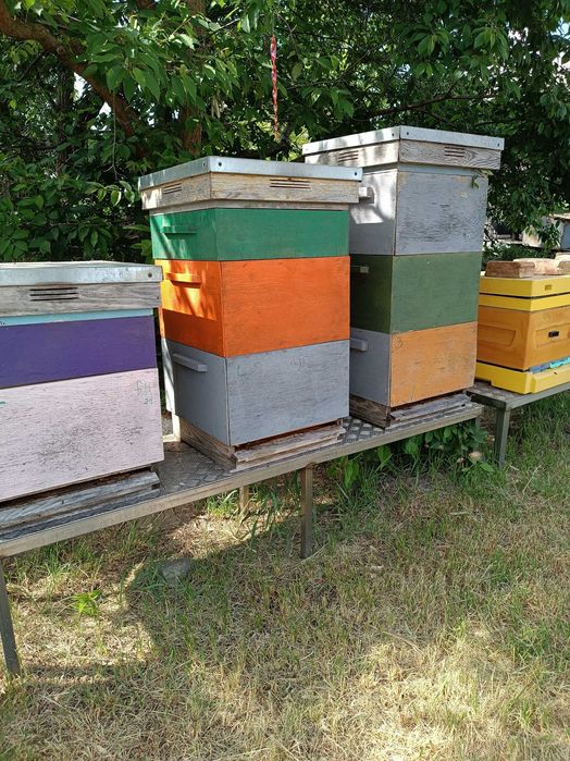 Odkłady pszczele na ramce wielkopolskiej SZRON, BUCKFAST ANATOLICA