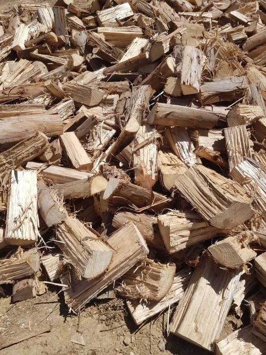 Canhotas de eucalipto forno