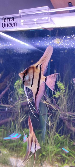 Skalar Pterophyllum Altum Rio nanay